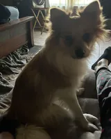 Teddy, a male Pomeranian for sale in Delphi, IN – Photo 3 of 4