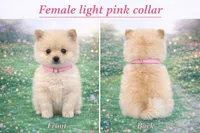 Light pink collar , a female Pomeranian for sale in Delphi, IN – Photo 3 of 3