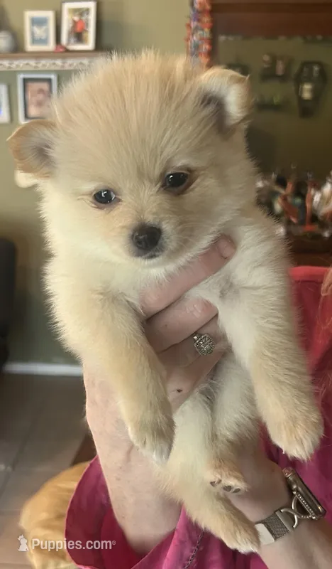 Light pink collar  – Pomeranian puppy for sale in Delphi, IN