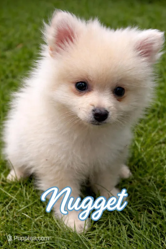 Nugget – Pomeranian puppy for sale in Delphi, IN