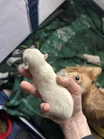 Nugget, a male Pomeranian for sale in Delphi, IN – Photo 6 of 7