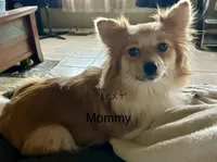 Nugget, a male Pomeranian for sale in Delphi, IN – Photo 2 of 7