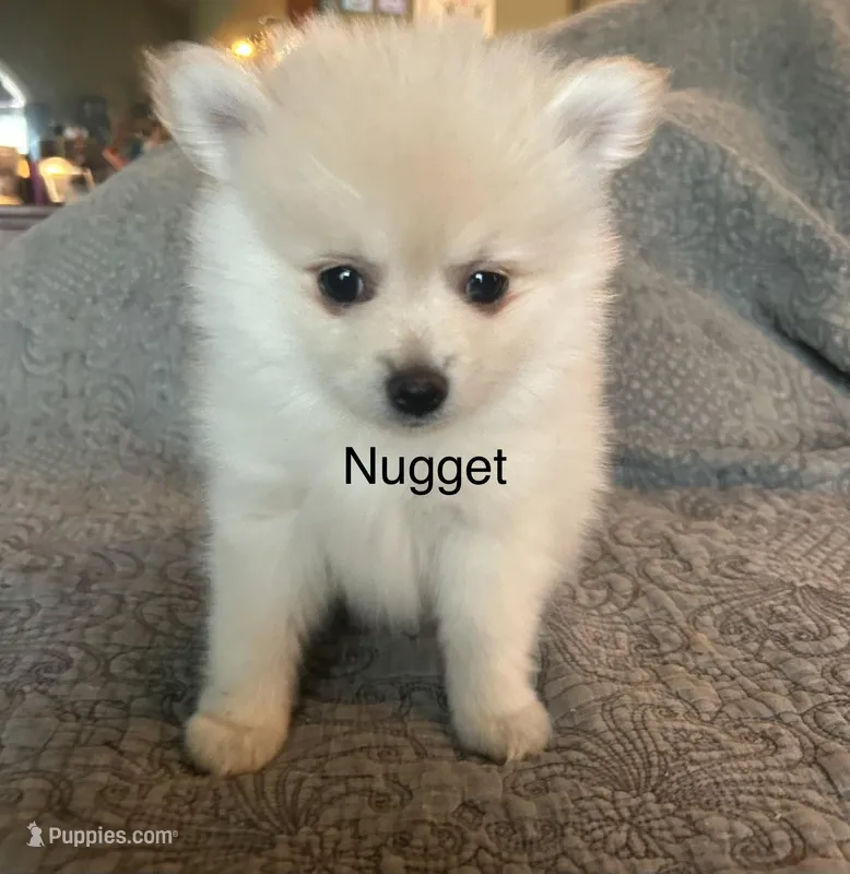 Nugget – Pomeranian puppy for sale in Delphi, IN