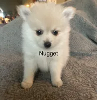 Nugget, a male Pomeranian for sale in Delphi, IN – Photo 1 of 7