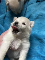 Nugget, a male Pomeranian for sale in Delphi, IN – Photo 4 of 7