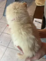 Red collar , a male Pomeranian for sale in Delphi, IN – Photo 2 of 3