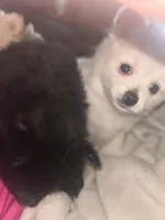 Nugget, a male Pomeranian for sale in Delphi, IN – Photo 7 of 7