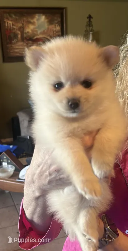 Red collar  – Pomeranian puppy for sale in Delphi, IN