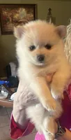 Red collar , a male Pomeranian for sale in Delphi, IN – Photo 1 of 3