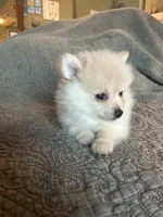 Nugget, a male Pomeranian for sale in Delphi, IN – Photo 5 of 7