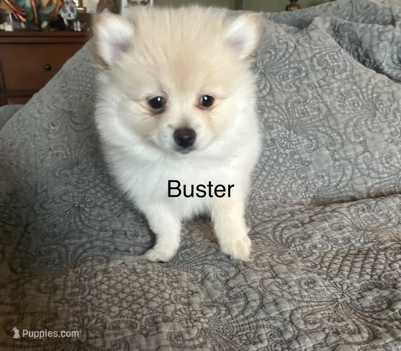 Buster – Pomeranian puppy for sale in Delphi, IN