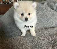 Buster, a male Pomeranian for sale in Delphi, IN – Photo 1 of 3