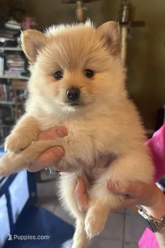 Blue collat – Pomeranian puppy for sale in Delphi, IN