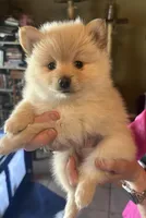 Blue collat, a male Pomeranian for sale in Delphi, IN – Photo 1 of 3