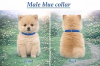 Blue collat, a male Pomeranian for sale in Delphi, IN – Photo 3 of 3