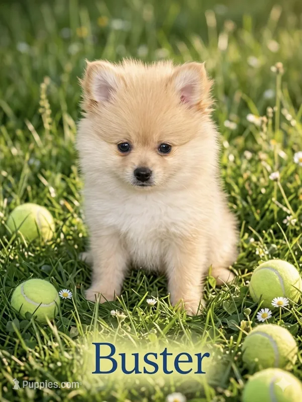 Buster – Pomeranian puppy for sale in Delphi, IN
