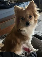 Buster, a male Pomeranian for sale in Delphi, IN – Photo 3 of 3