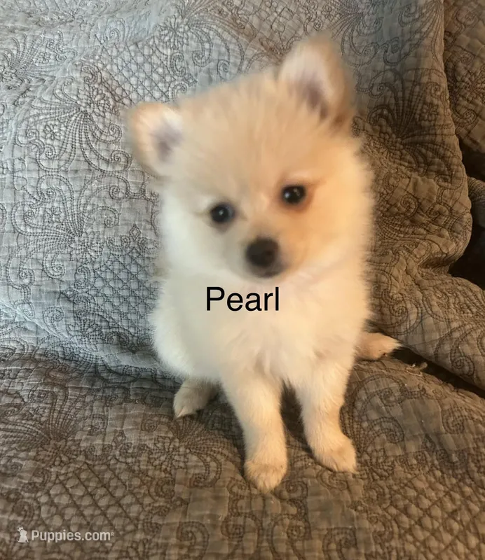 Pearl – Pomeranian puppy for sale in Delphi, IN