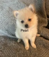 Pearl, a female Pomeranian for sale in Delphi, IN – Photo 1 of 4