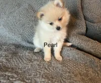 Pearl, a female Pomeranian for sale in Delphi, IN – Photo 2 of 4