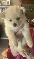 Dark  pink collar , a female Pomeranian for sale in Delphi, IN – Photo 1 of 3