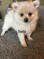Bella, a female Pomeranian for sale in Delphi, IN – Photo 1 of 5