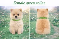 Green collar , a male Pomeranian for sale in Delphi, IN – Photo 3 of 3