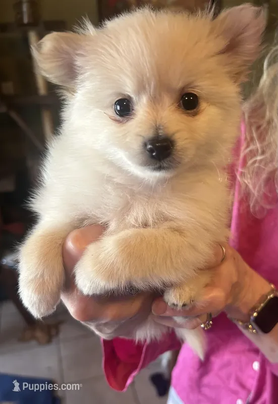 Green collar  – Pomeranian puppy for sale in Delphi, IN
