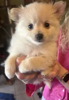 Green collar , a male Pomeranian for sale in Delphi, IN – Photo 1 of 3