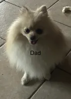 Bella, a female Pomeranian for sale in Delphi, IN – Photo 2 of 5