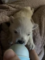 Bella, a female Pomeranian for sale in Delphi, IN – Photo 4 of 5