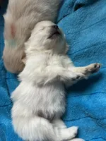 Bella, a female Pomeranian for sale in Delphi, IN – Photo 5 of 5