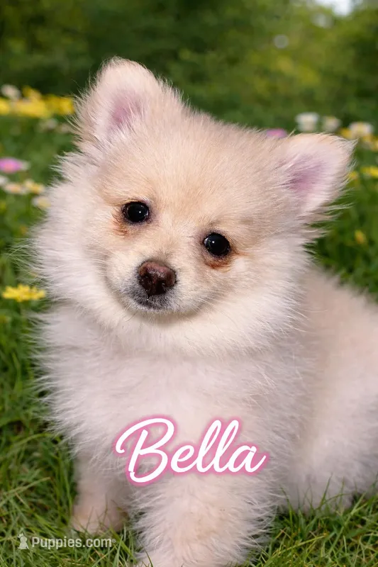 Bella – Pomeranian puppy for sale in Delphi, IN
