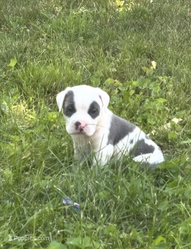 Panda – American Staffordshire Terrier, American Pit Bull Terrier puppy for sale in Pontiac, MI