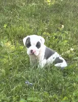 Panda, a male American Staffordshire Terrier and American Pit Bull Terrier for sale in Pontiac, MI – 1 of 2