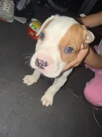 Valentine , a male Staffordshire Bull Terrier and American Pit Bull Terrier for sale in Pontiac, MI – 2 of 3