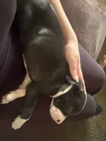 Moonlight , a male American Staffordshire Terrier and American Pit Bull Terrier for sale in Pontiac, MI – 2 of 3