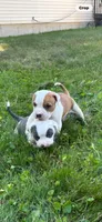 Panda, a male American Staffordshire Terrier and American Pit Bull Terrier for sale in Pontiac, MI – 2 of 2