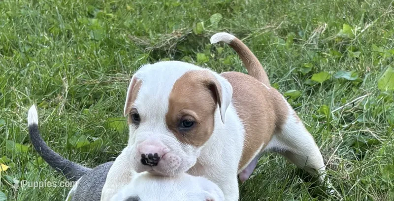 Valentine  – Staffordshire Bull Terrier, American Pit Bull Terrier puppy for sale in Pontiac, MI