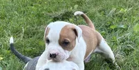 Valentine , a male Staffordshire Bull Terrier and American Pit Bull Terrier for sale in Pontiac, MI – 1 of 3