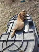 Freya, a female Australian Shepherd for sale in Aurora, IL – Photo 3 of 4