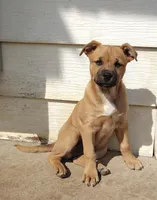 Freya, a female Australian Shepherd for sale in Aurora, IL – Photo 1 of 4