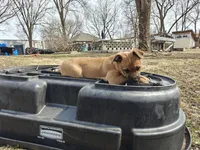 Freya, a female Australian Shepherd for sale in Aurora, IL – Photo 4 of 4