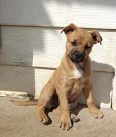 Freya, a female Australian Shepherd for sale in Aurora, IL – Photo 2 of 4