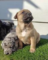 Freya, a female Australian Shepherd for sale in Aurora, IL – Photo 7 of 10