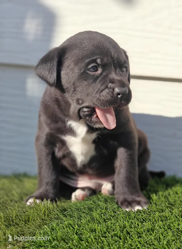 Black jr. – Australian Shepherd puppy for sale in Aurora, IL
