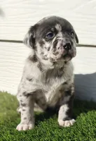 Luna, a female Australian Shepherd for sale in Aurora, IL – Photo 5 of 8