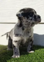 Luna, a female Australian Shepherd for sale in Aurora, IL – Photo 4 of 8
