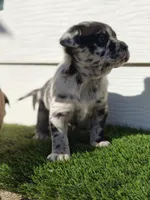 Luna, a female Australian Shepherd for sale in Aurora, IL – Photo 7 of 8