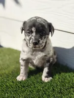 Luna, a female Australian Shepherd for sale in Aurora, IL – Photo 8 of 8